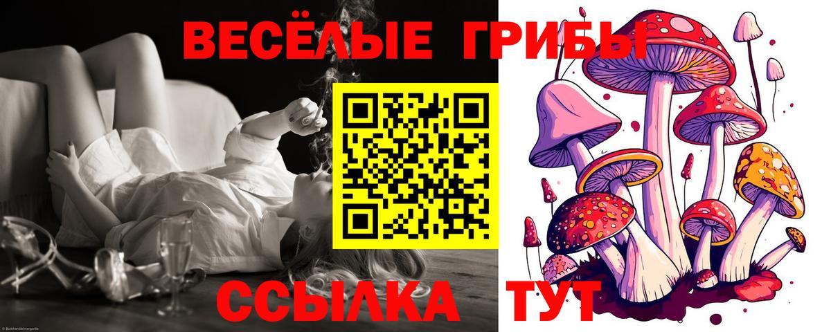 Курчатов  закладки  Вход с VPN  Псилоцибиновые грибы Psilocybe 